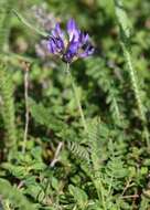 Image of Astragalus danicus Retz.