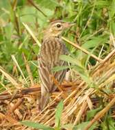 Image of Tree Pipit