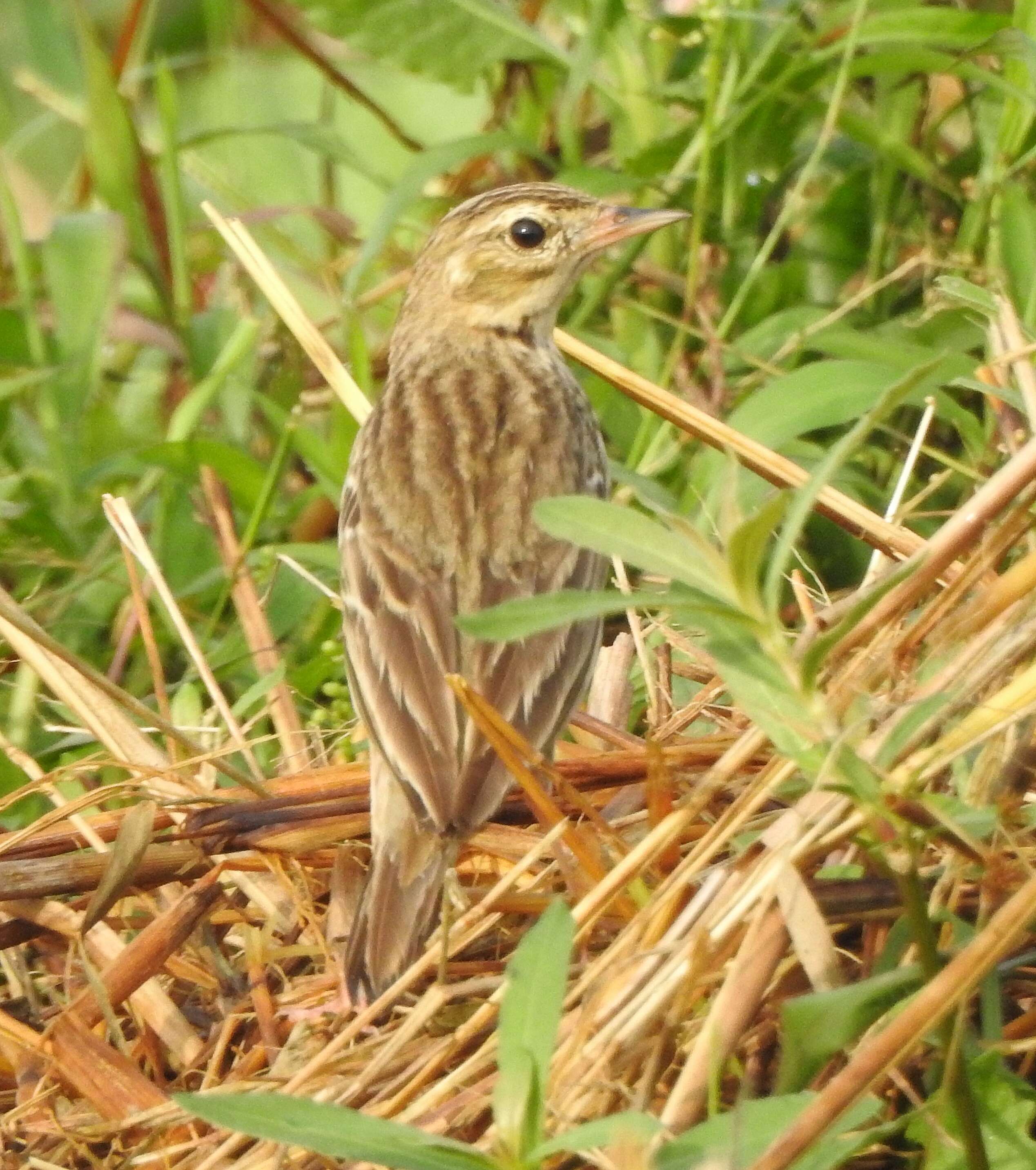 Image of Tree Pipit