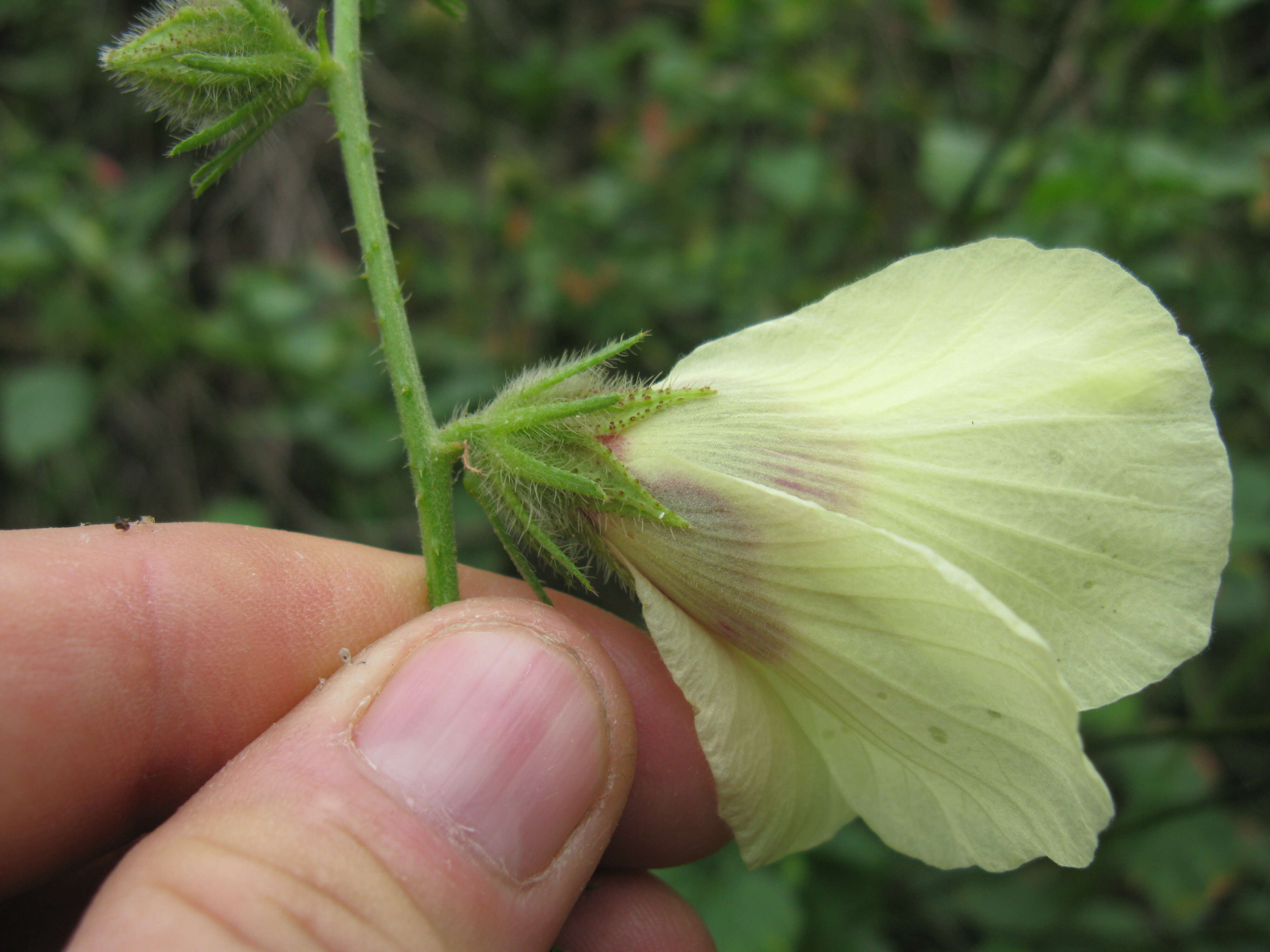 Imagem de Hibiscus diversifolius Jacq.