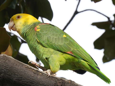 Image of Yellow-headed Parrot, Yellow-headed Amazon