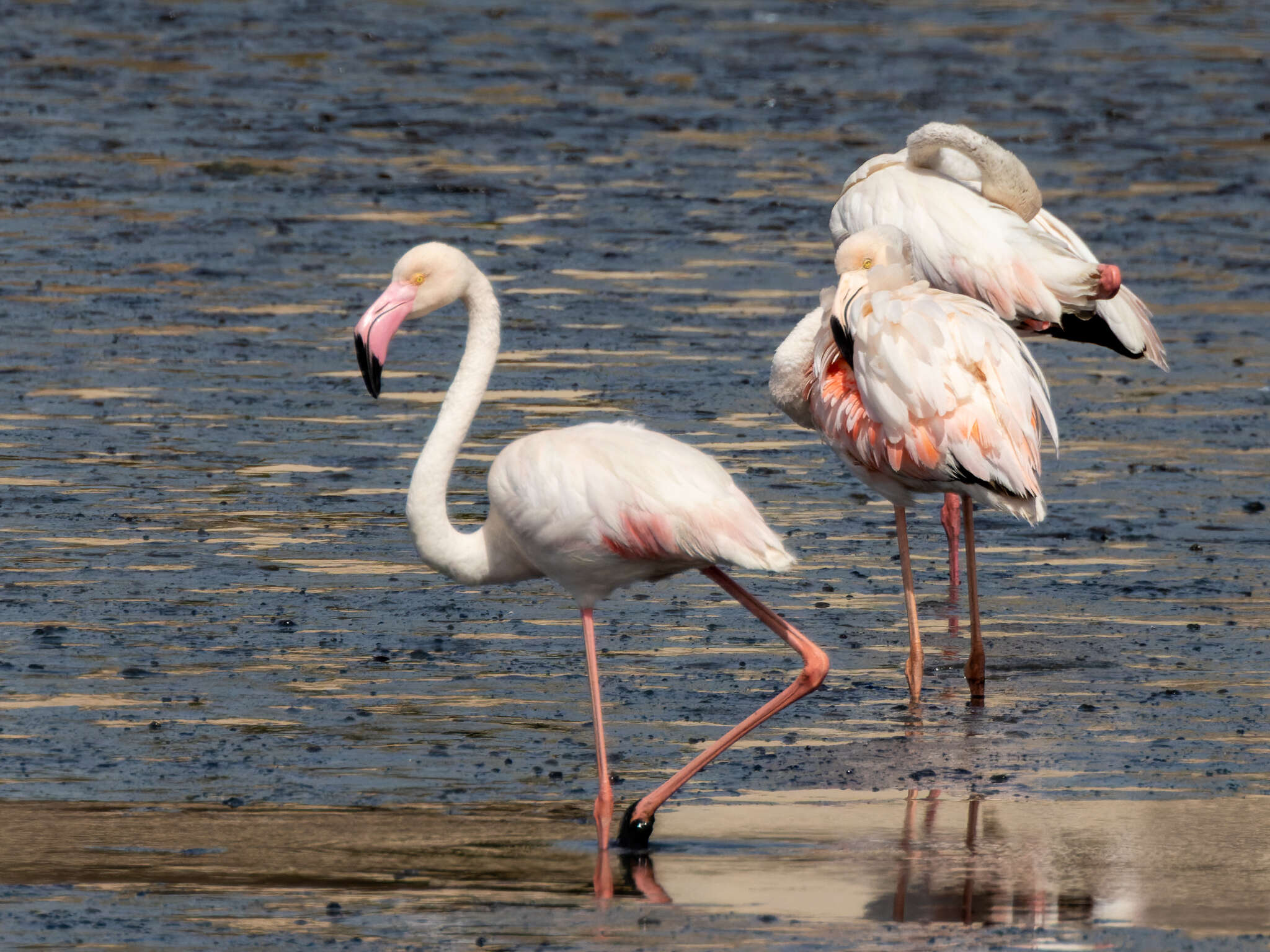 Imagem de Phoenicopterus roseus Pallas 1811