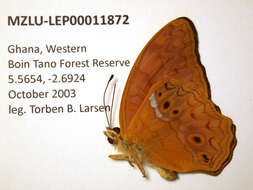 Image de Lachnoptera iole Fabricius 1781
