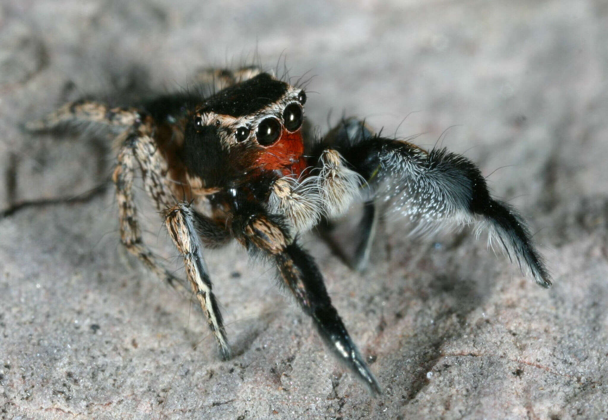 Image of Habronattus hirsutus (Peckham & Peckham 1888)