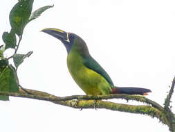 Image of Blue-throated Toucanet