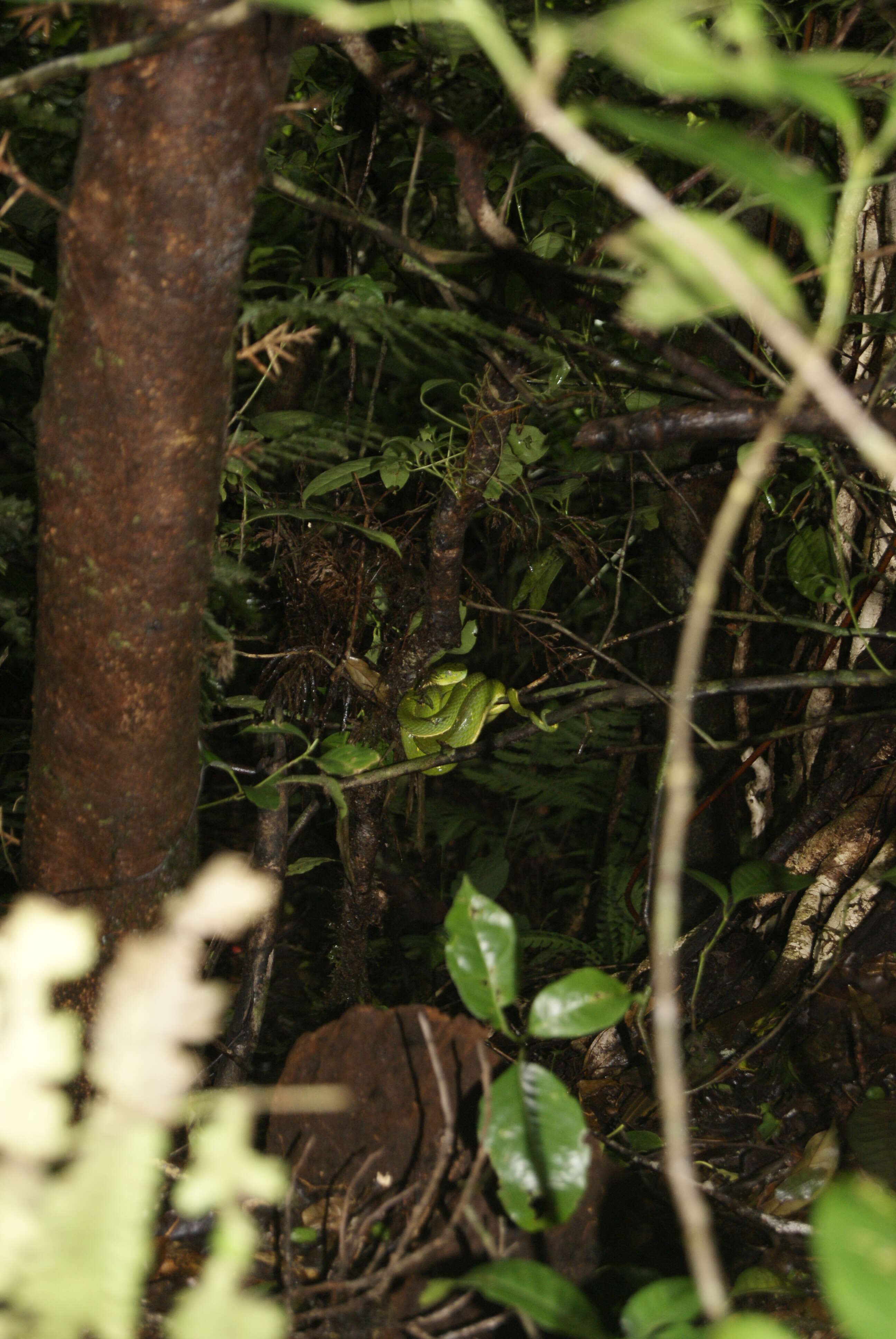 Image of Coffee Palm Viper