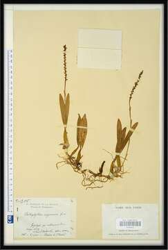 Image of Bulbophyllum sanguineum H. Perrier