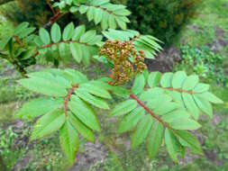 Imagem de Sorbus discolor (Maxim.) Maxim.