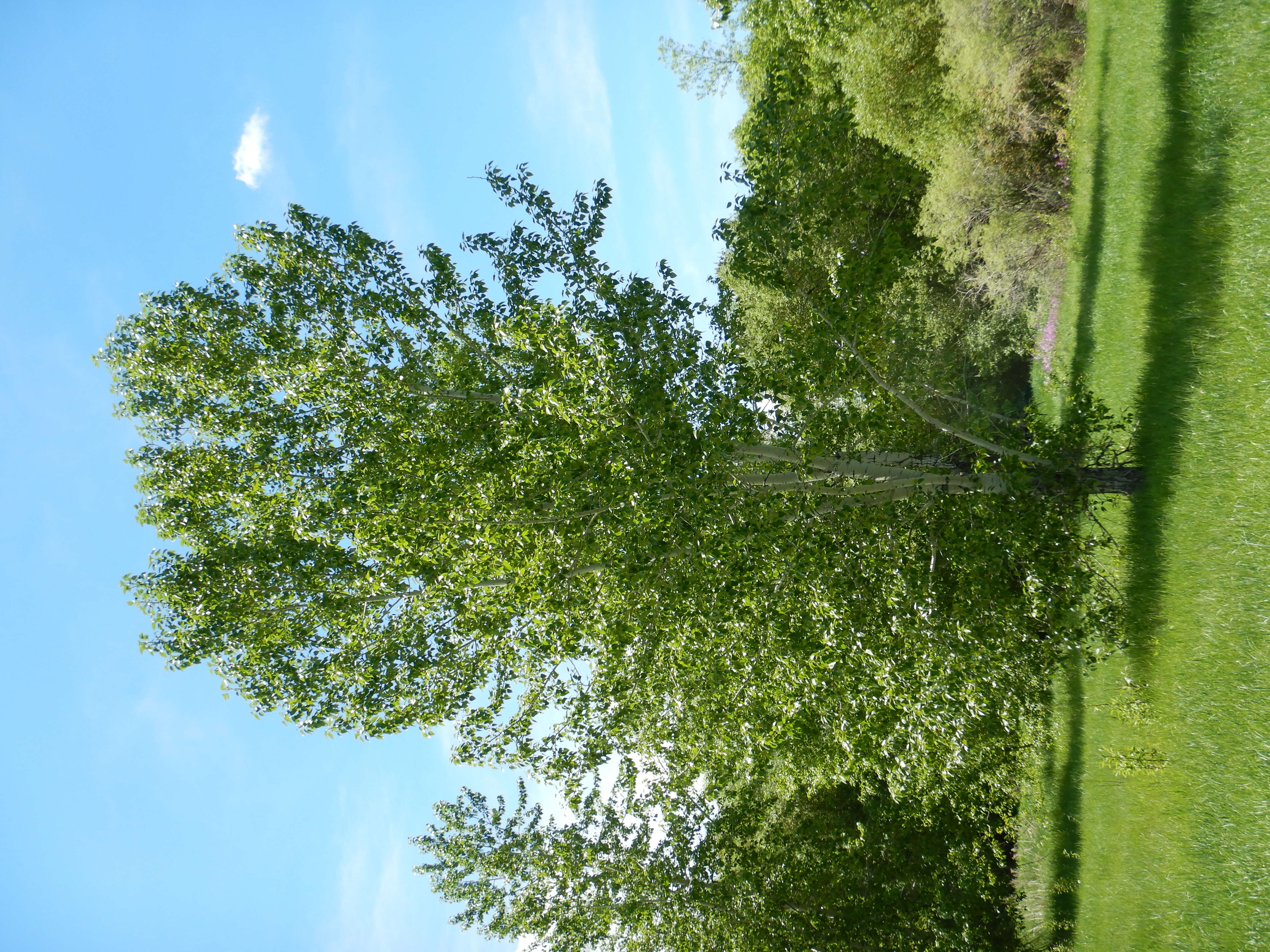 Слика од Populus balsamifera L.