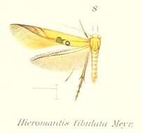 Image de Hieromantis fibulata Meyrick 1906