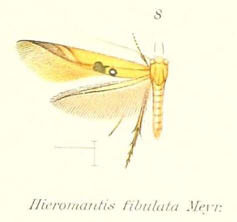 Image de Hieromantis fibulata Meyrick 1906