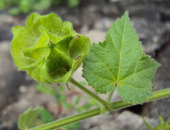 Hibiscus vitifolius L.的圖片