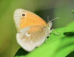 Image of Coenonympha california Westwood (1851)