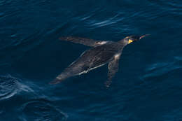 Image of King Penguin