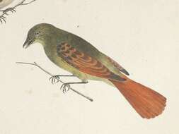 Image of Rufous-tailed Flatbill