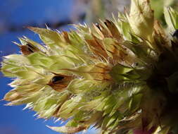 Image de dracocéphale à petite fleur