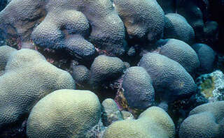 Image of Lobed Star Coral