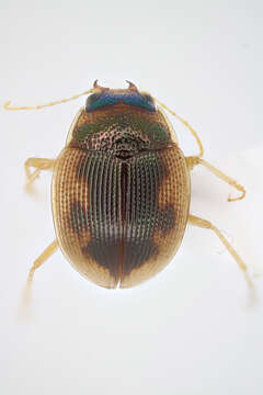 Image of Round Sand Beetles