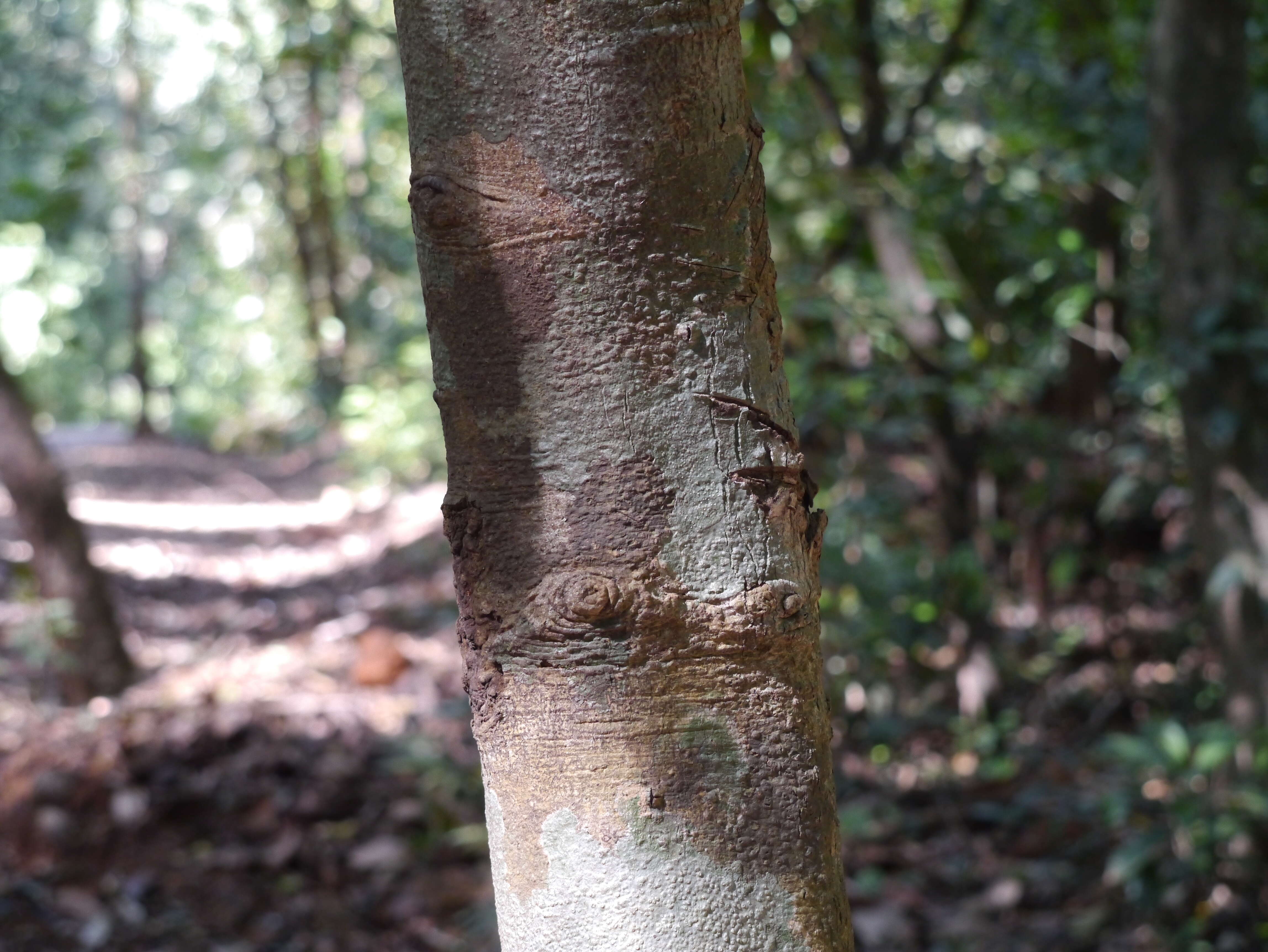 Image of Garcinia talbotii Raiz.