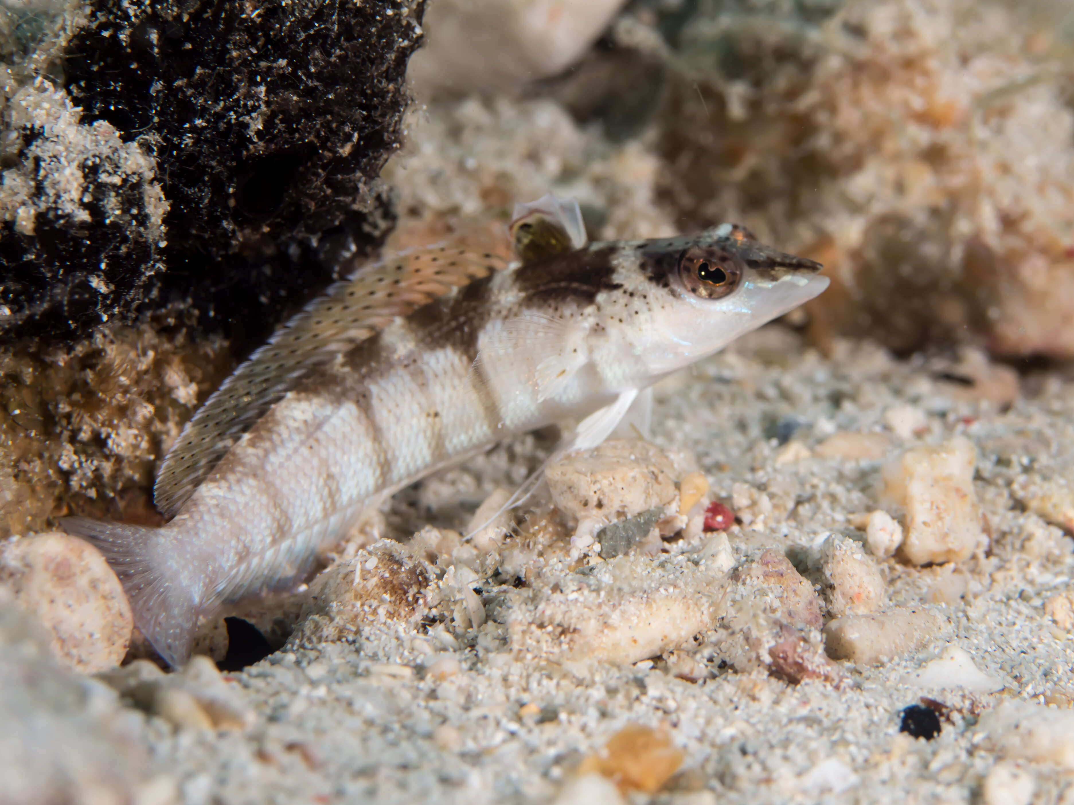 Image of Nosestripe grubfish