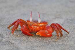 Image of red ghost crab