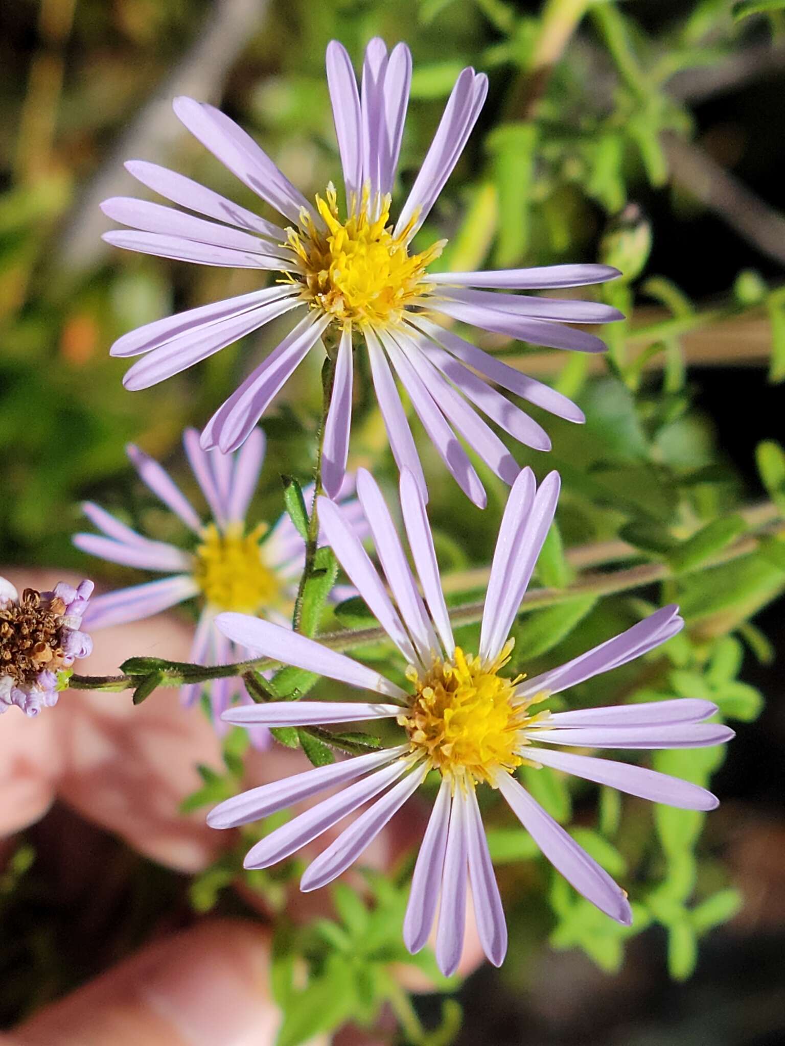 Sivun Symphyotrichum fontinale (Alexander) G. L. Nesom kuva