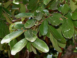 Image of threeleaf soapberry