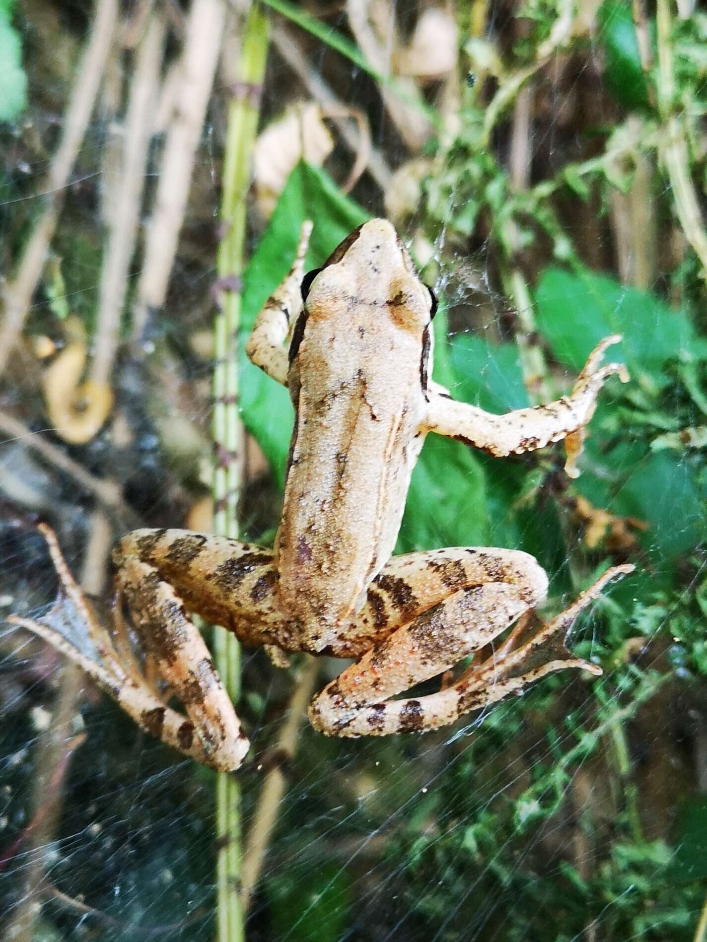 Image of Italian Agile Frog