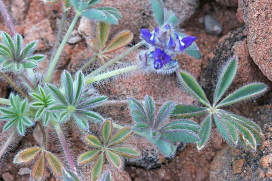 Imagem de Lupinus brevicaulis S. Watson