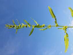 Rumex palustris Sm. resmi