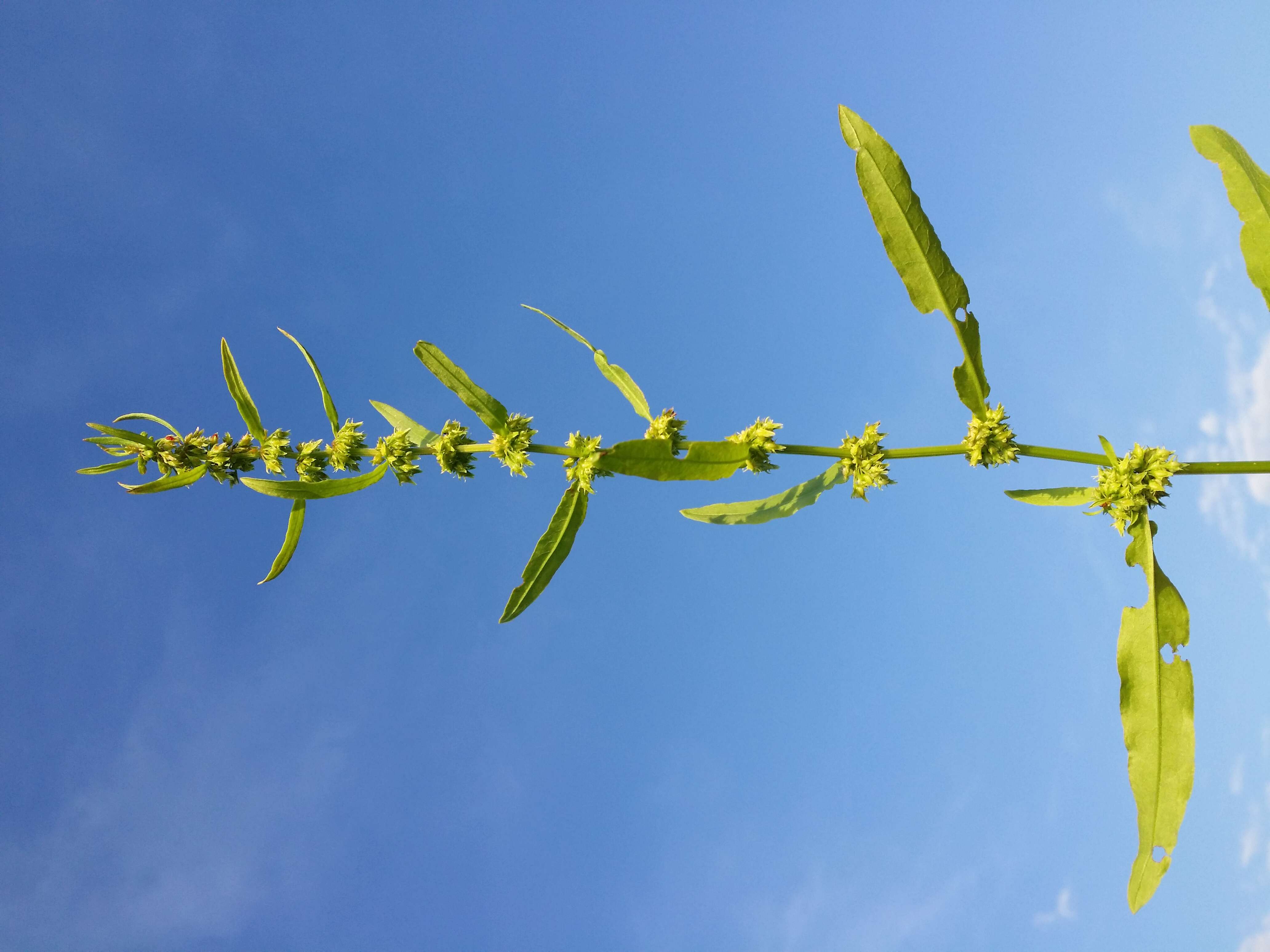 Rumex palustris Sm. resmi