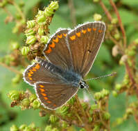 Image of brown argus