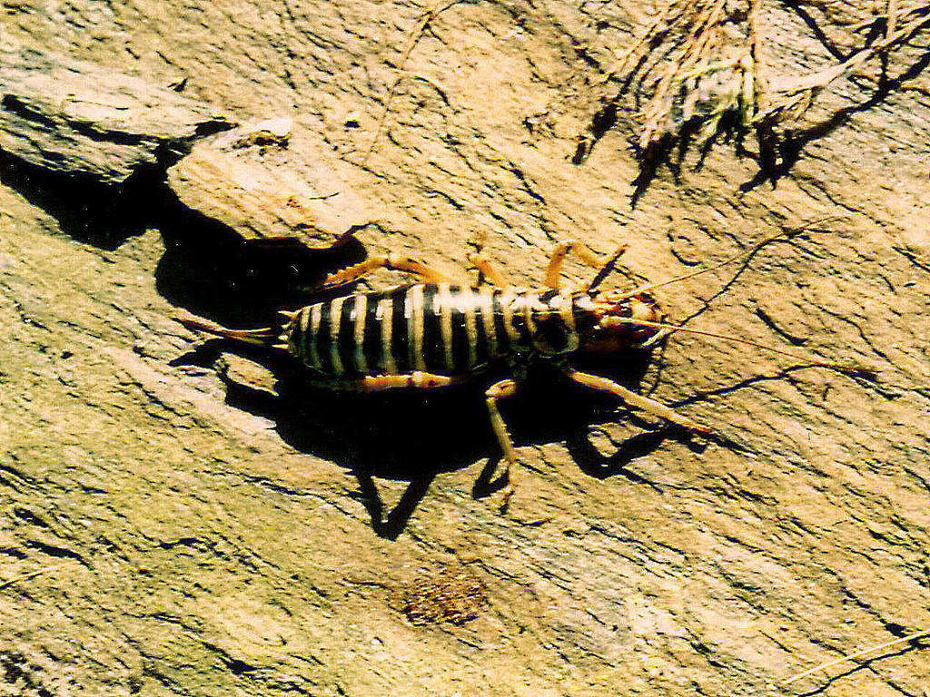 Image of mountain stone weta