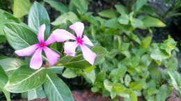 Image of Madagascar periwinkle