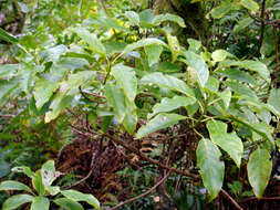 Image of Rarotongan Coprosma