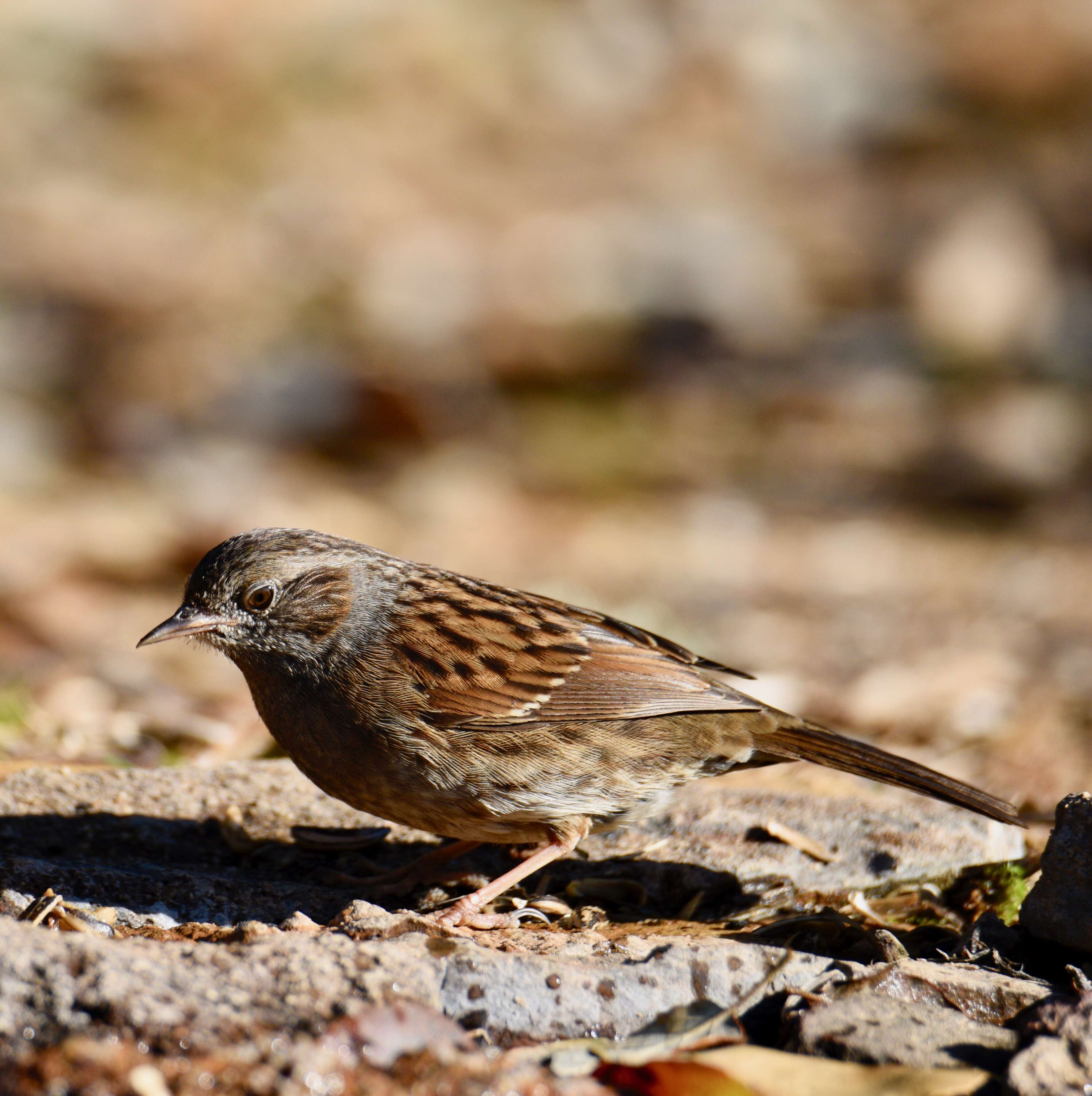 Image of Dunnock