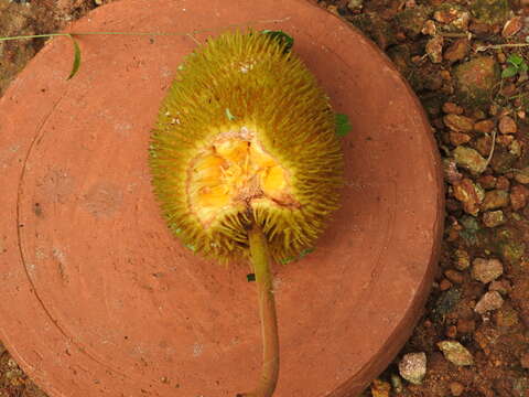 Image de Artocarpus hirsutus Lam.