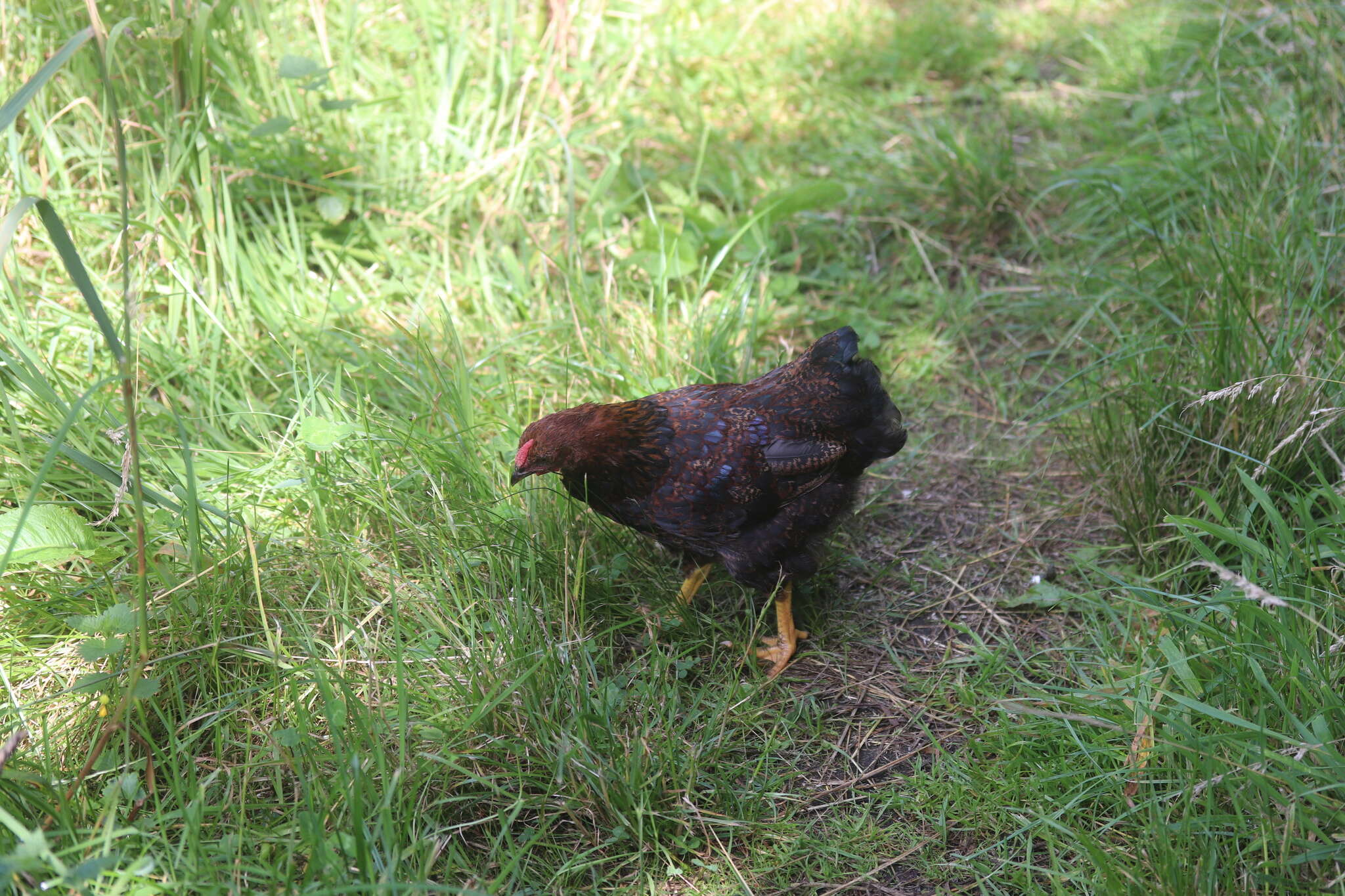 Image of Red Junglefowl