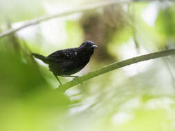 Image of Stub-tailed Antbird