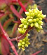 Image of Crassula pubescens Thunb.