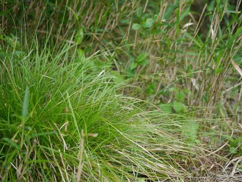 Image of Carex stenostachys Franch. & Sav.