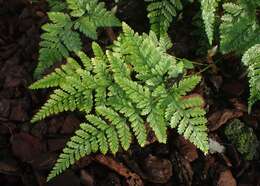 Image of black rabbitsfoot fern