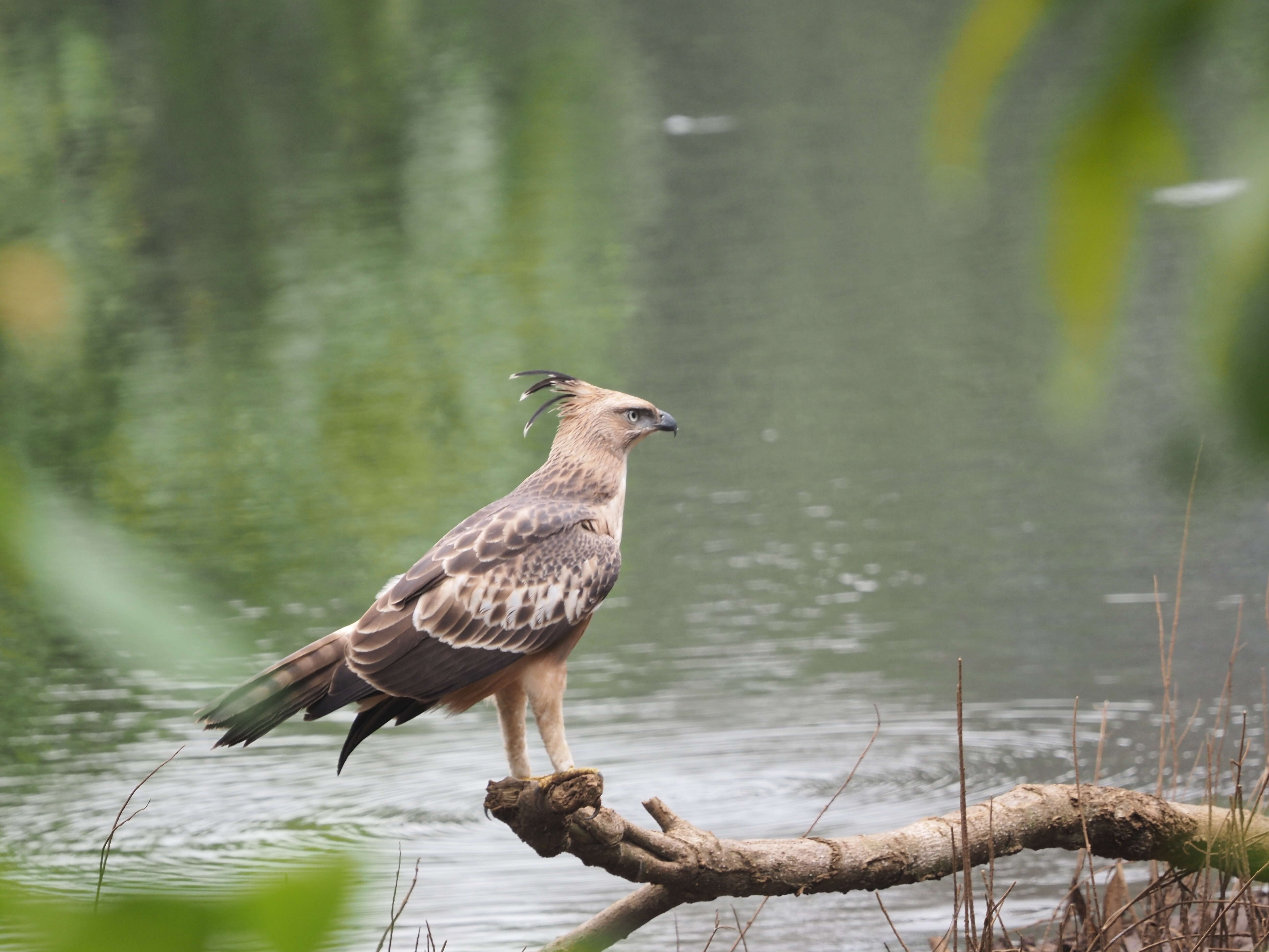 Nisaetus cirrhatus (Gmelin & JF 1788) resmi