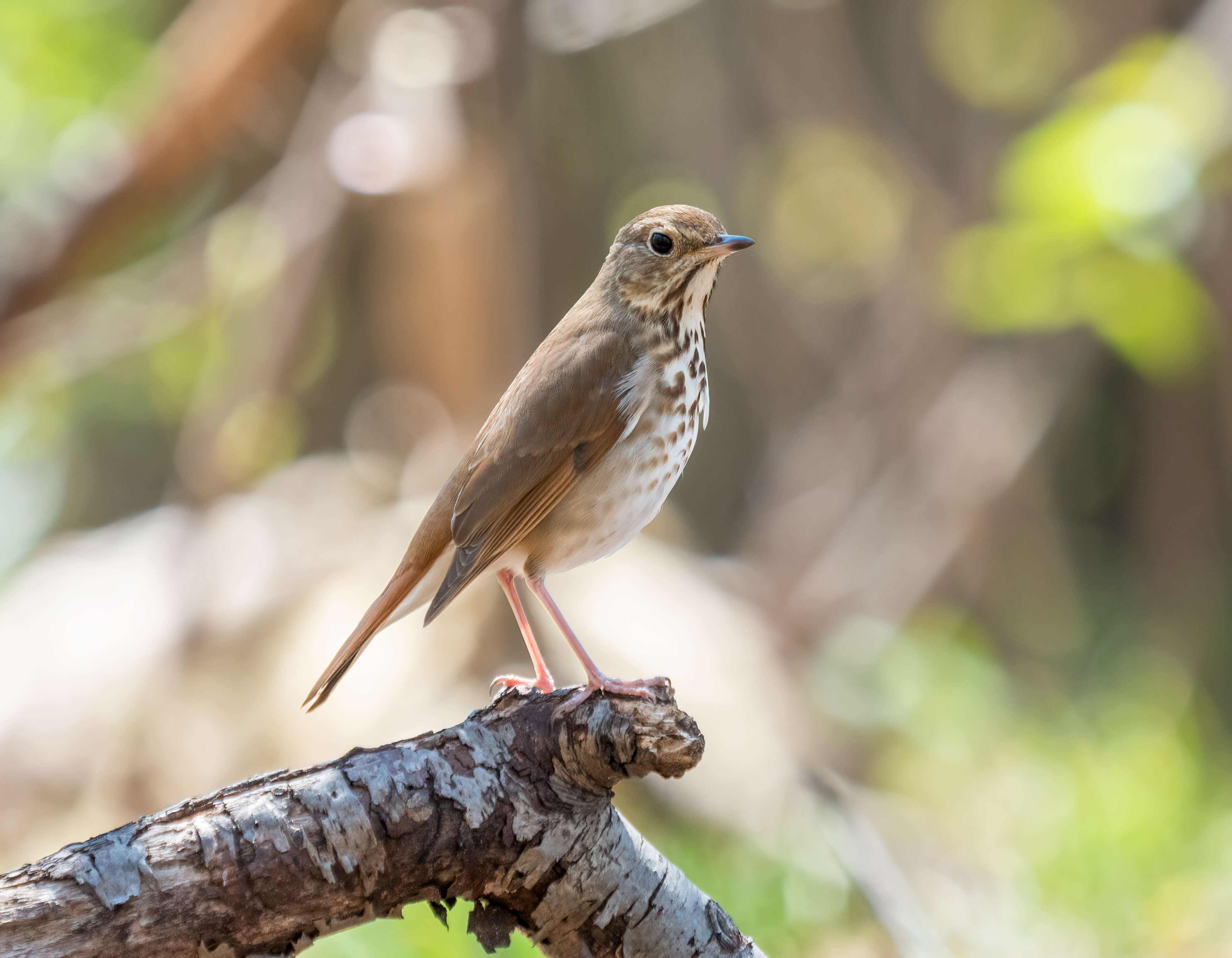 Image of Hermit Thrush