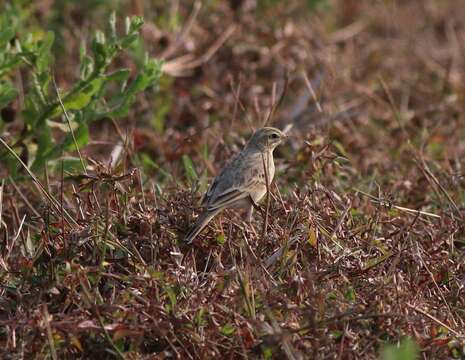 Image of Bush Pipit