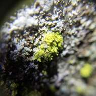 Image of Sulphur dust lichen