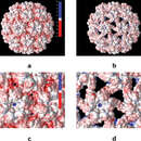 Image of Cowpea chlorotic mottle virus