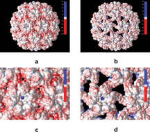 Image of Cowpea chlorotic mottle virus