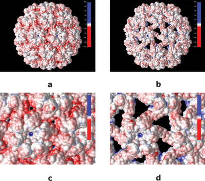 صورة Cowpea chlorotic mottle virus