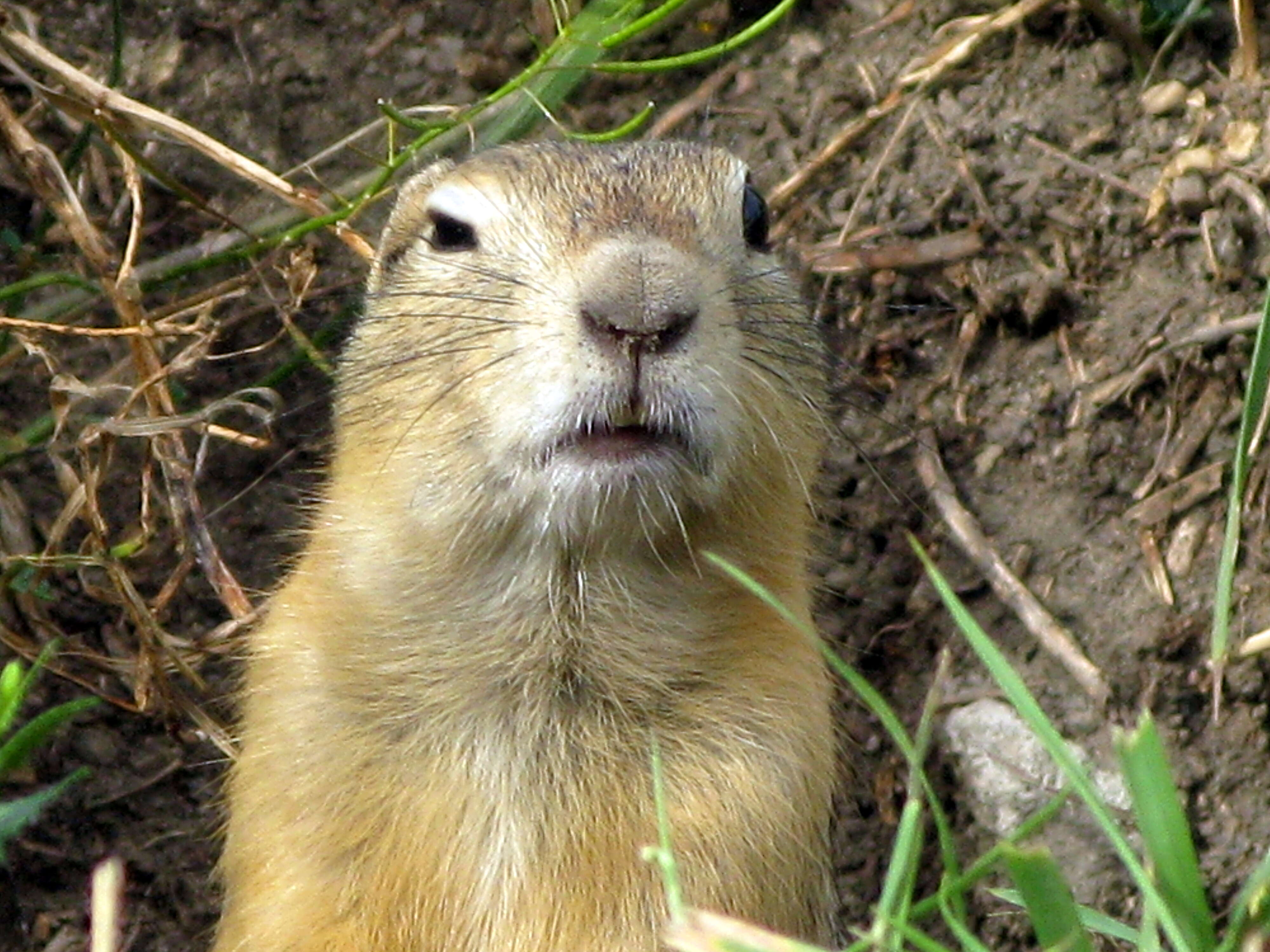 Image of Richardson's ground squirrel